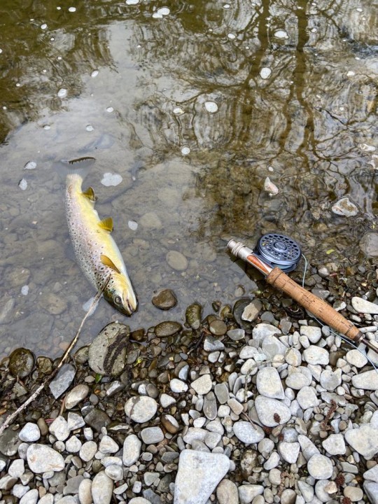 Edw trout - JD from Patrixbourne